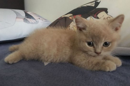 猫咪在床上尿的原因