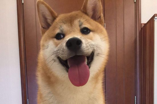 狗狗感冒了会自己好吗，很难自愈还容易引起并发症