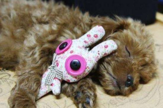 贵宾犬一天睡多久