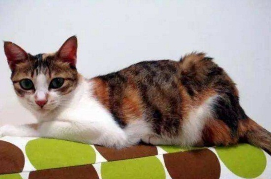 猫鼻支要死的征兆