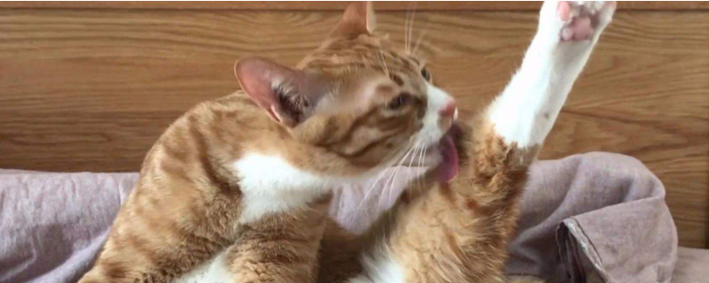 小猫咳嗽一抽一抽的
