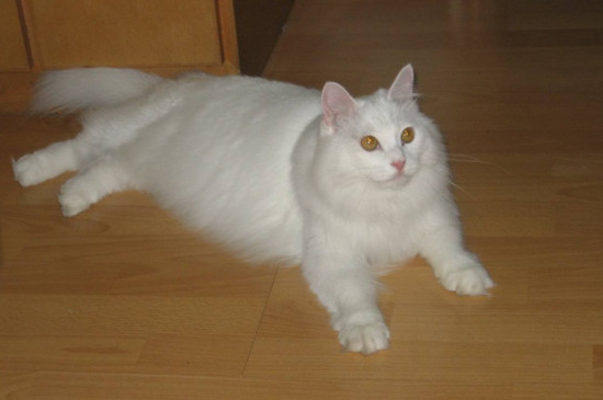 小猫脱水自救办法