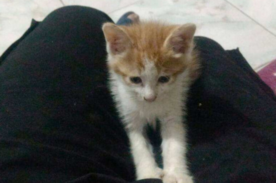 刚出生的小猫多久安全