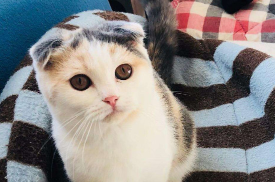 半折耳猫会不会发病