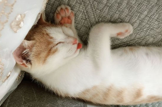 猫粪便堵在肛门口