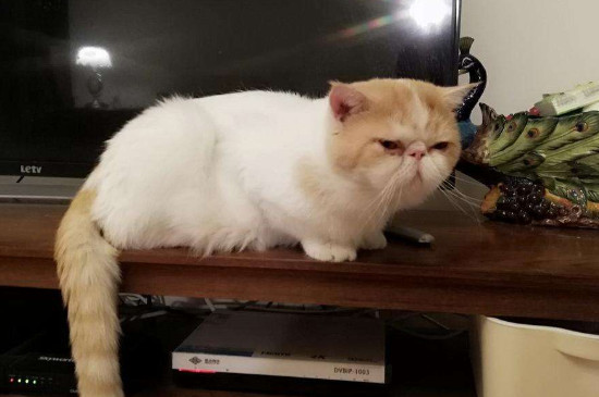 怎样培养猫温顺的性格,怎样把小猫的性格养好