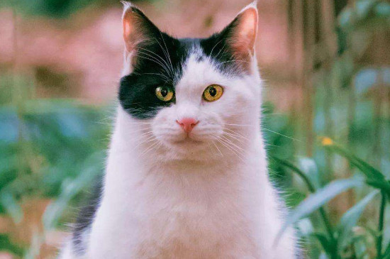 猫薄荷多久喂一次，猫薄荷多久会失效