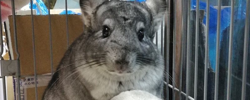 养龙猫之前需要准备啥