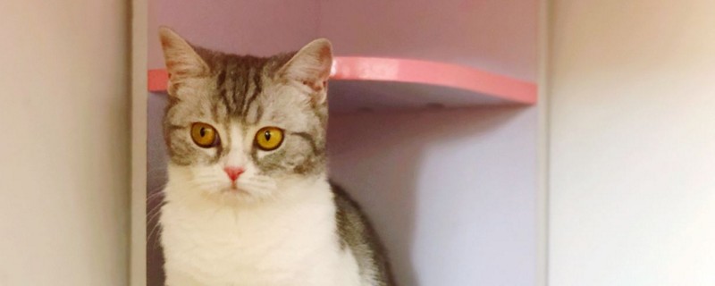 母猫没看上公猫的表现