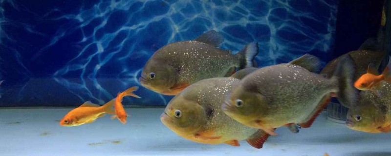 十大养不死的冷水鱼