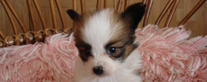 如何判断是蝴蝶犬幼犬