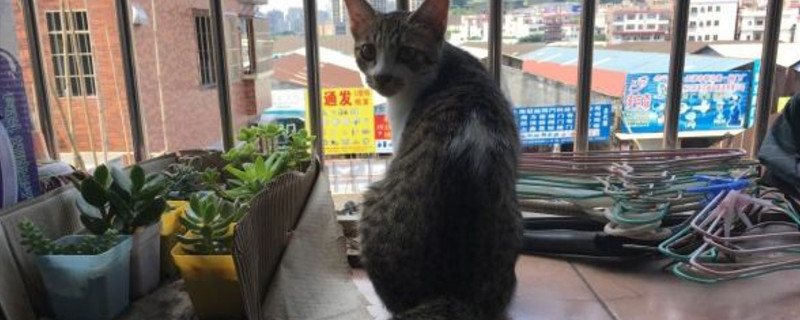 小土猫怎么养的黏人