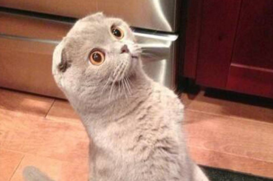 猫喝完水一抽一抽的