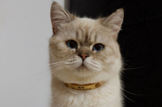 埋葬猫咪的忌讳