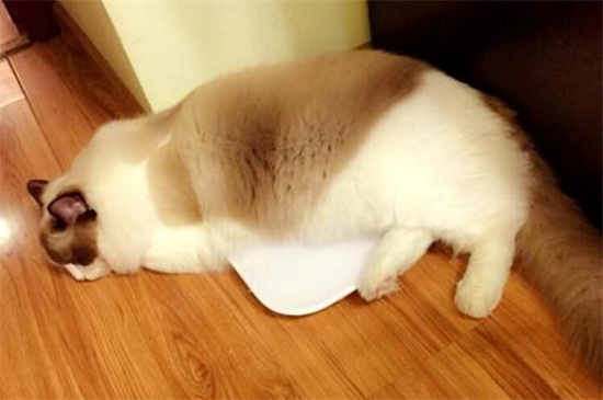 把猫送人它会伤心么