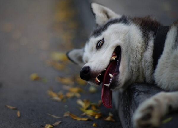 不能成为警犬品种的狗，藏獒居然排在第一名