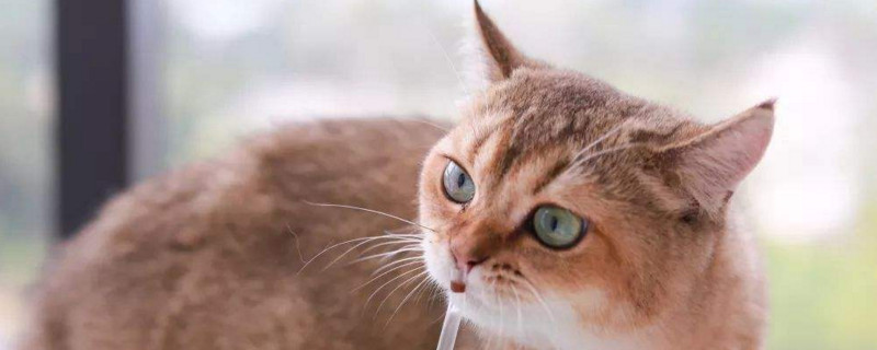 猫咪经常挨打会怎样