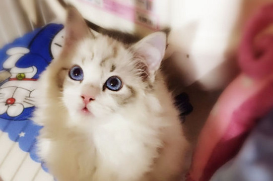 猫鼻支好治吗