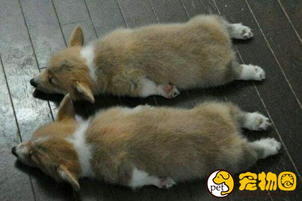 狗狗腿抽筋不一定是在做梦，可能是腿部受了伤要补钙