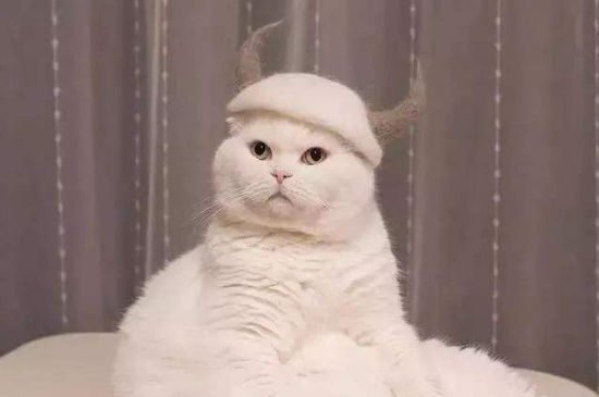 猫为什么喜欢看人拉屎