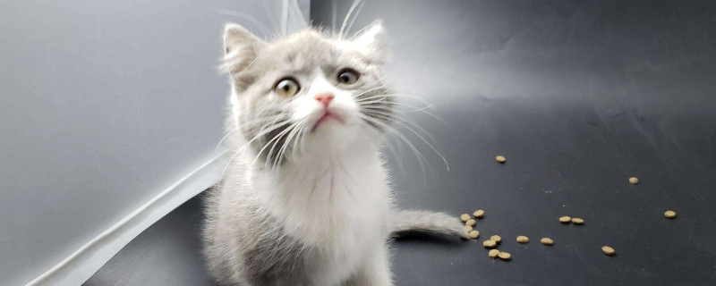 猫咪内脏出血的反应