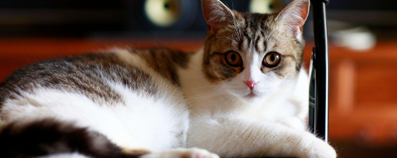 猫咪咳嗽是什么声音