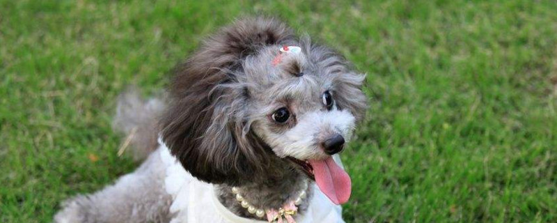 贵宾犬智商相当于几岁