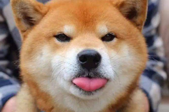 柴犬为什么那么贵