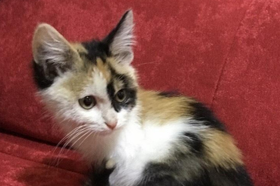 猫一直打呼噜没停过