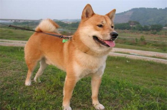 柴犬拉稀怎么办