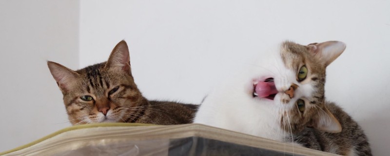 养一公一母猫注意事项