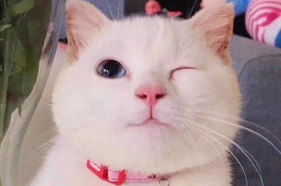 猫走路不稳像喝多一样