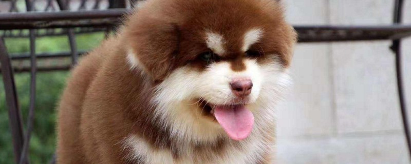 巨型阿拉斯加幼犬价格是多少