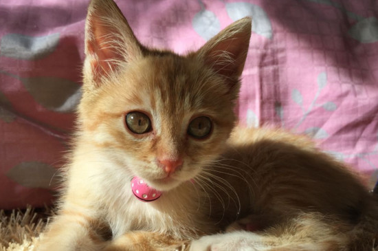 猫咪为什么晚上闹腾