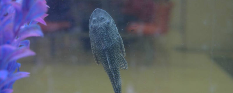 清道夫会咬别的鱼吗