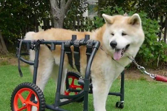 养秋田的禁忌，秋田犬有野性不能封闭饲养