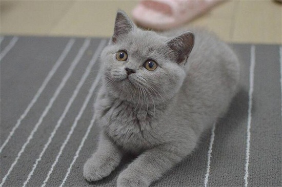 英短蓝猫丁香色值钱么