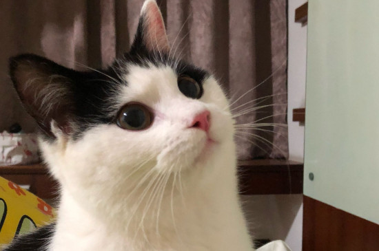 如何有效阻止猫进房间