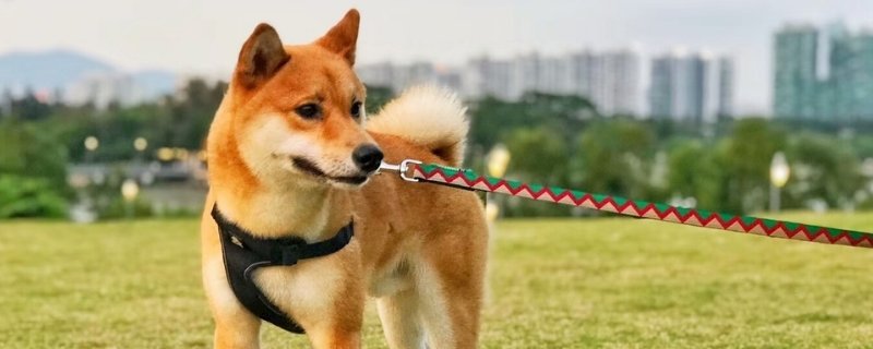 关于狗狗打疫苗的4个误区，你知道多少