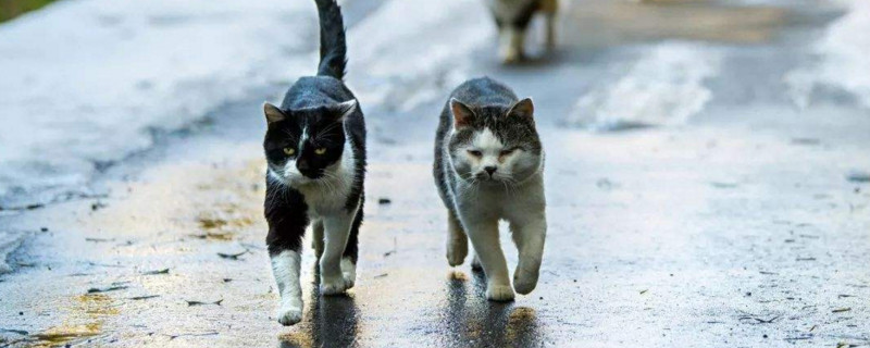 流浪猫接近你预示