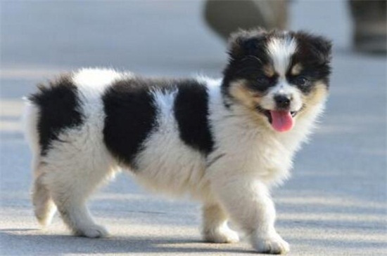小狗拉果冻状大便