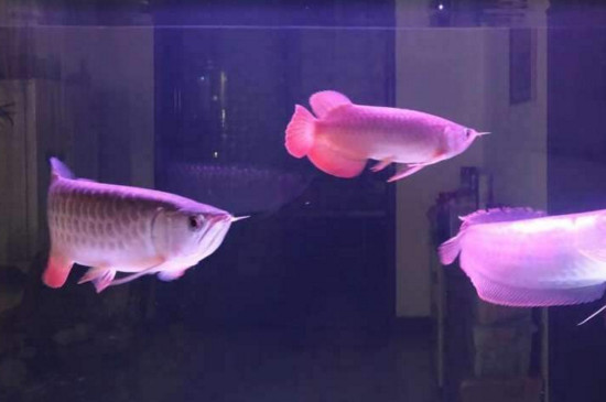 银龙鱼和鹦鹉鱼混养怎样喂食