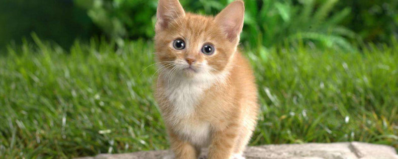 猫咪可以喝蜂蜜水吗