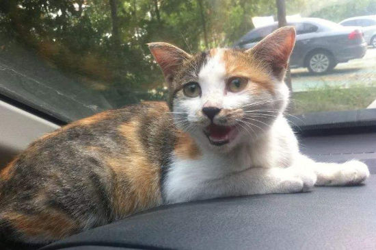 猫怎么散热