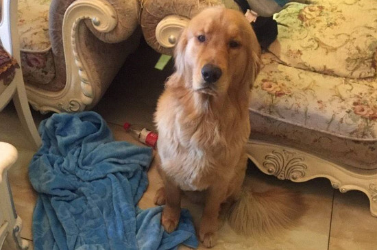 狗为什么装瘸
