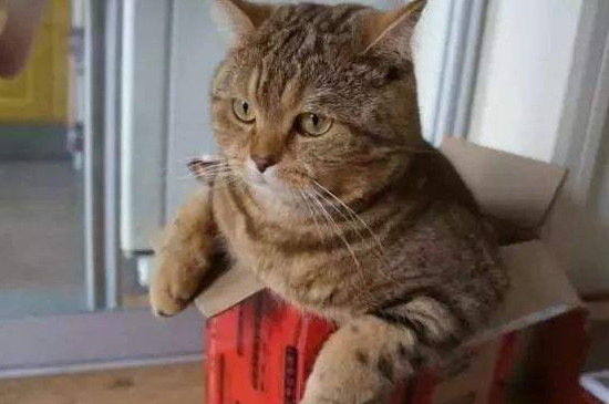 猫咪兴奋的表现