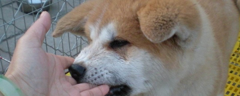 秋田犬为什么禁养
