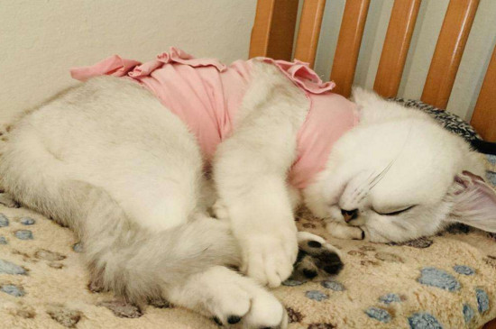 猫拉稀呕吐不吃东西