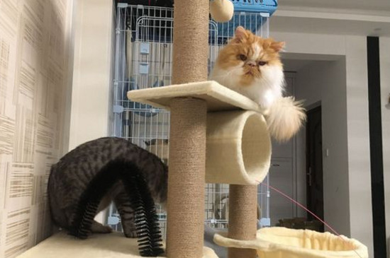 如何让猫喜欢猫爬架