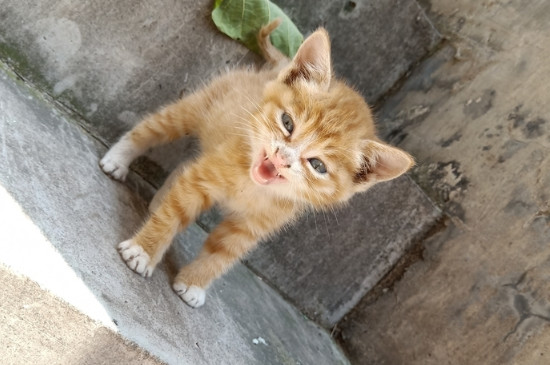 小猫大便末端带血